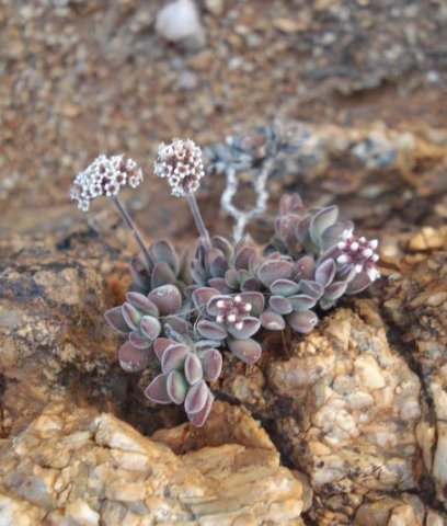 Crassula sericea var. sericea